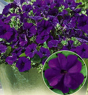 Петуния БУУМ! Эйч Ди F1 Блю многоцветковая