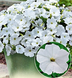 Петуния БУУМ! Эйч Ди F1 Вайт многоцветковая