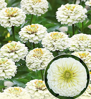 Цинния Гиганты Бенари вайт