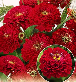 Цинния Гиганты Бенари дип ред