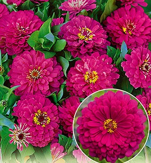 Цинния Гиганты Бенари кармин