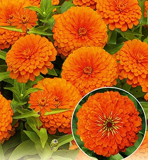 Цинния Гиганты Бенари оранж