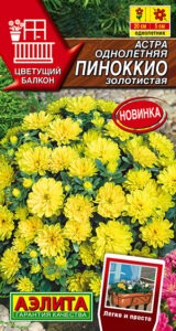 Астра Пиноккио золотистая