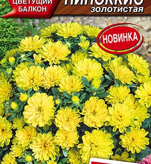 Астра Пиноккио золотистая