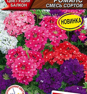 Вербена гибридная Городской романс, смесь сортов