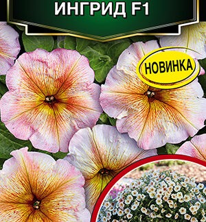 Петуния Ингрид F1 многоцветковая
