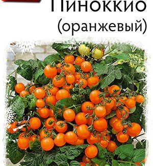 Томат Пиноккио (оранжевый)