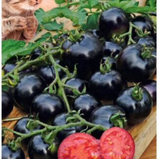 Томат Всем на зависть