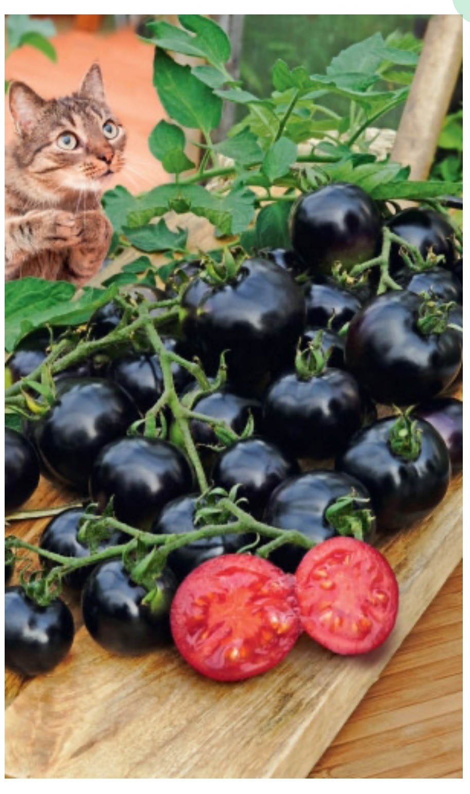 Томат Всем на зависть