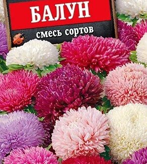 Астра Балун, смесь сортов