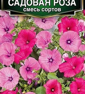 Лаватера Садовая роза, смесь сортов