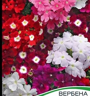 Вербена Кварц, смесь сортов