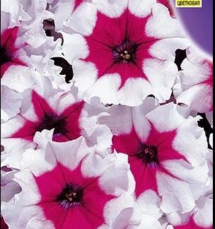 Петуния Галактика F1 обильноцветущая