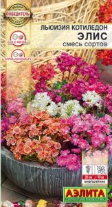 Льюизия котиледон Элис, смесь сортов