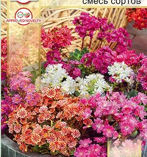 Льюизия котиледон Элис, смесь сортов