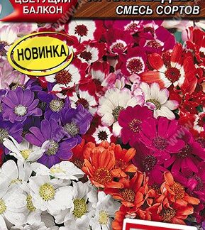 Перикаллис Яркий шедевр, смесь сортов