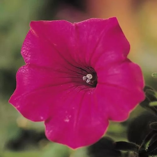 Петуния ампельная многоцветковая Тайдал Вейв Черри