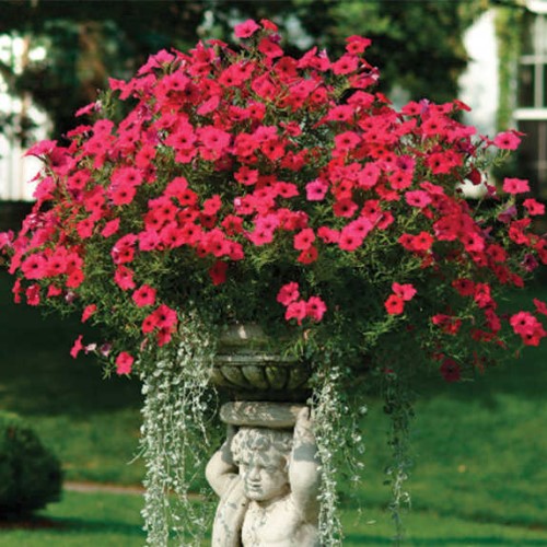 Петуния ампельная многоцветковая Тайдал Вейв Черри — изображение 2