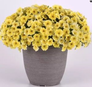 Петхоа Калиберст Еллоу