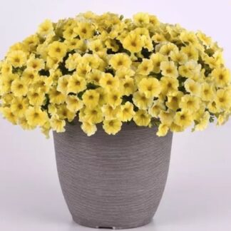 Петхоа Калиберст Еллоу