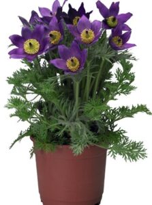 Прострел Пинвилл Блю Виолет Шейдс ( проф семена)