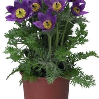 Прострел Пинвилл Блю Виолет Шейдс ( проф семена)