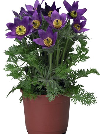 Прострел Пинвилл Блю Виолет Шейдс ( проф семена)