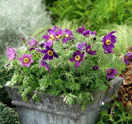 Прострел Пинвилл Блю Виолет Шейдс ( проф семена) — изображение 3