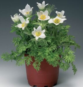 Прострел Пинвилл Вайт( проф семена)