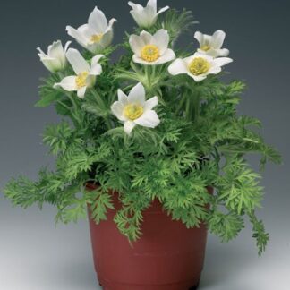 Прострел Пинвилл Вайт( проф семена)