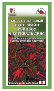 Колеус Суперфайн Рейнбоу Фестиваль Денс